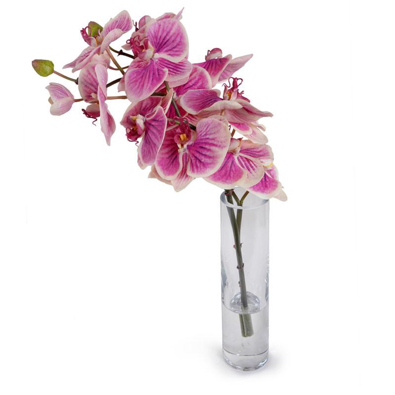 Phalaenopsis Orchid Vase