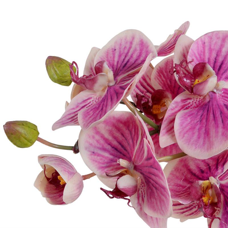 Phalaenopsis Orchid Vase