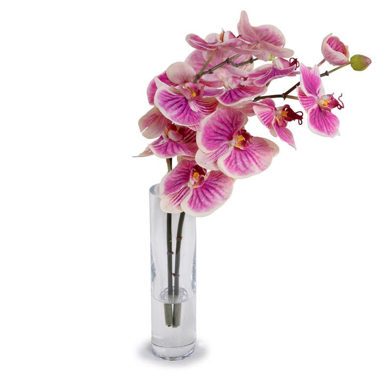 Phalaenopsis Orchid Vase