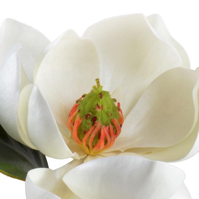 Magnolia Bloom in Vase