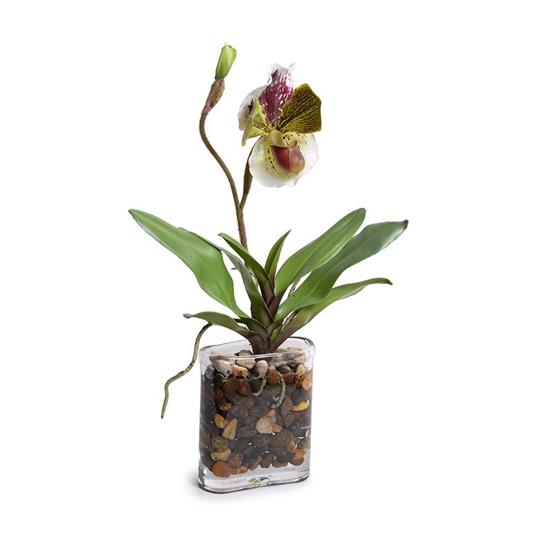 Single Lady's Slipper Orchid