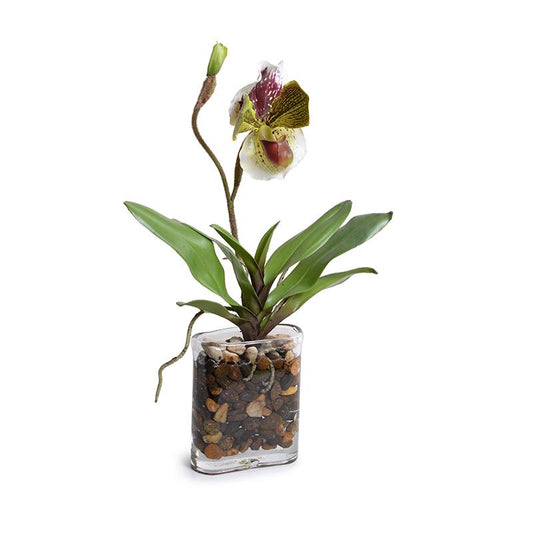 Single Lady's Slipper Orchid