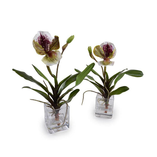 Lady's Slipper Orchid