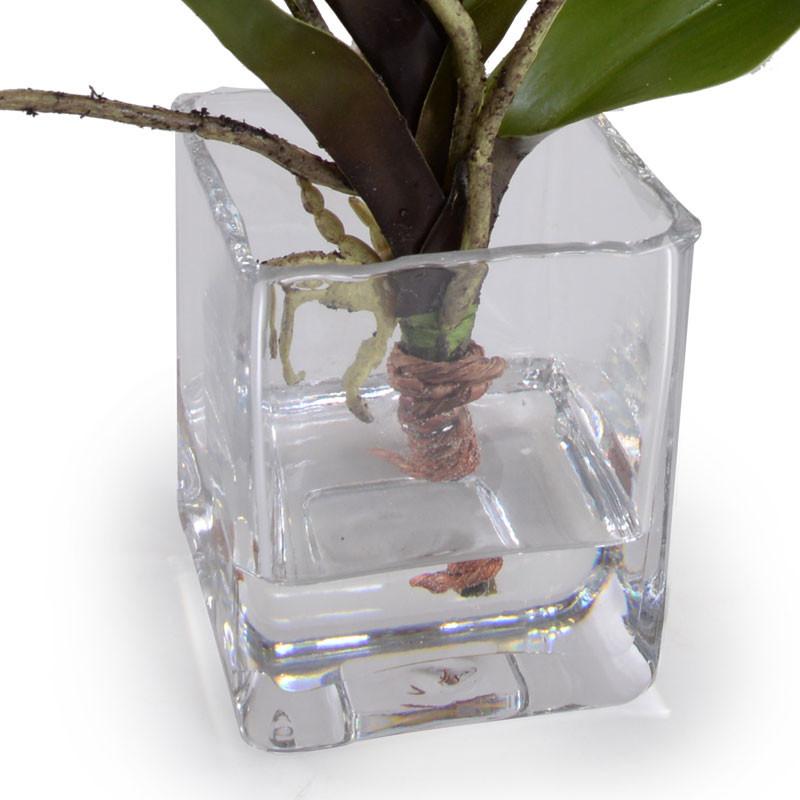 Lady's Slipper Orchid