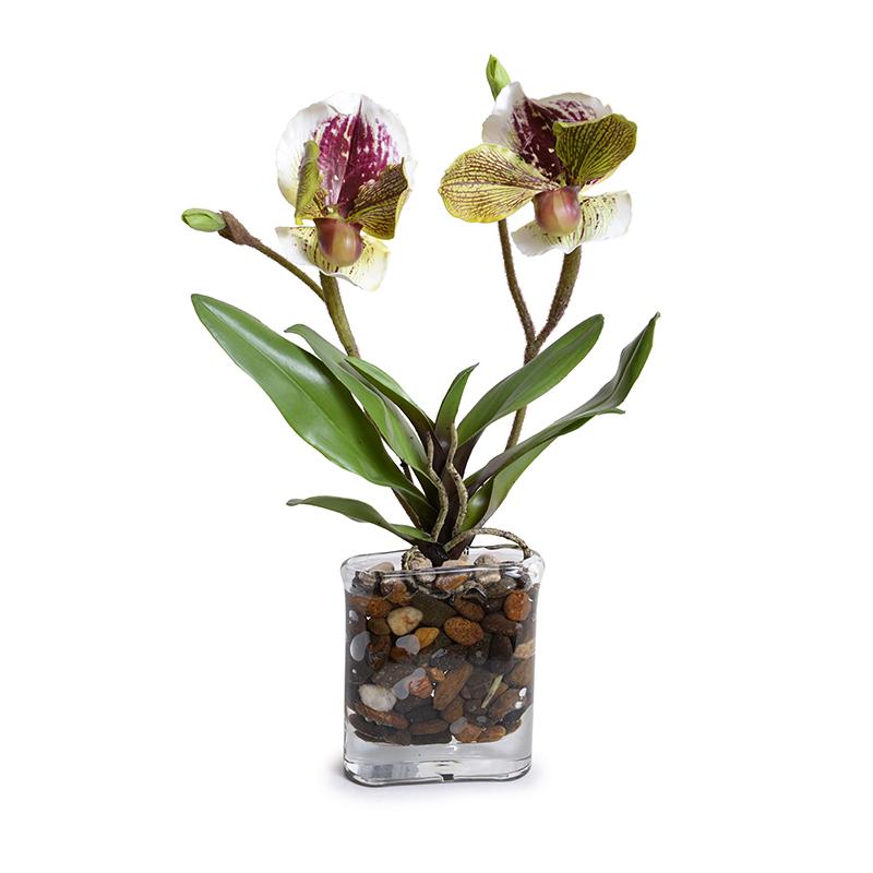 Lady's Slipper Orchids