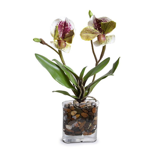 Lady's Slipper Orchids