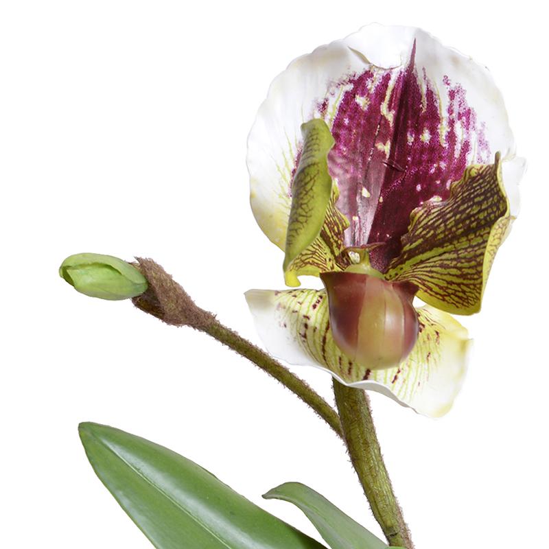 Lady's Slipper Orchids