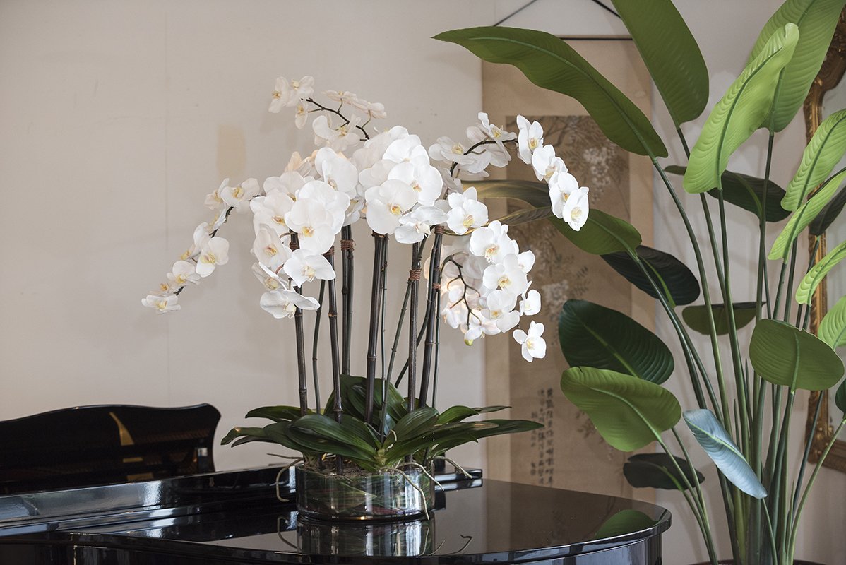 Phalaenopsis Leaf It