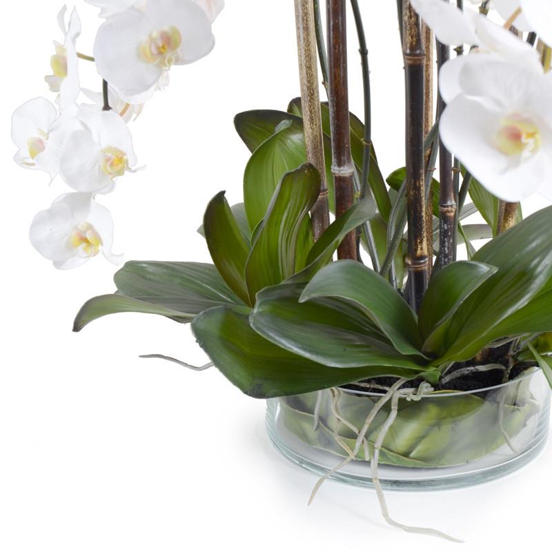 Phalaenopsis Leaf It