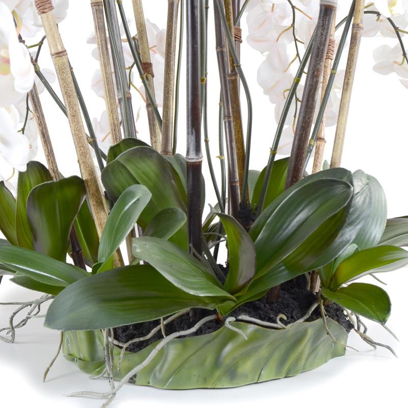 Phalaenopsis Leaf It Orchid