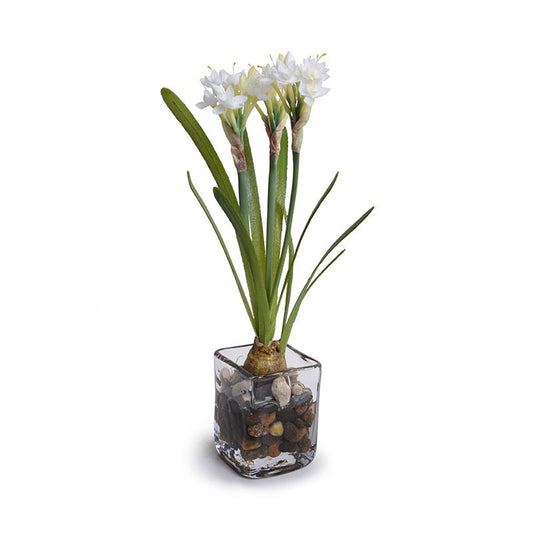 Paperwhite Narcissus