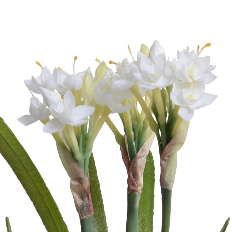 Paperwhite Narcissus
