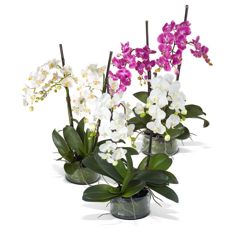 Phalaenopsis Leaf It