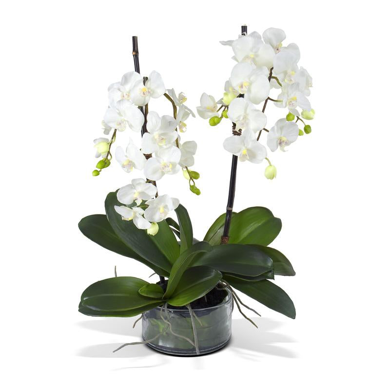 Phalaenopsis Leaf It