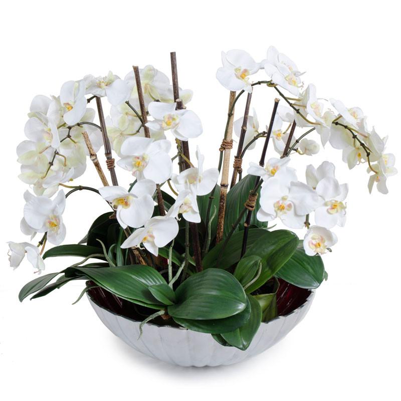 Phalaenopsis Leaf It Orchid