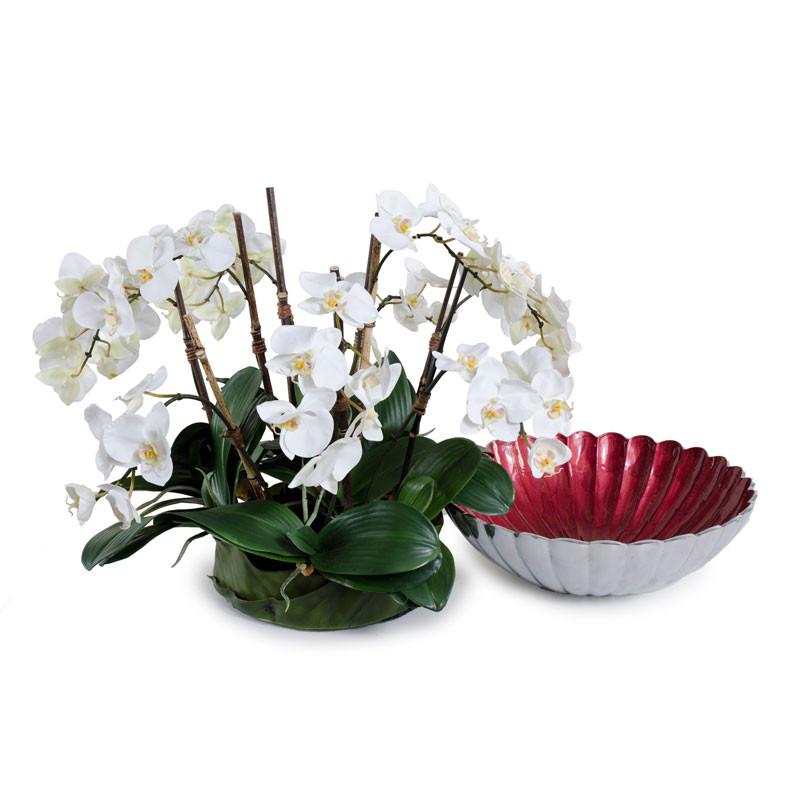 Phalaenopsis Leaf It Orchid