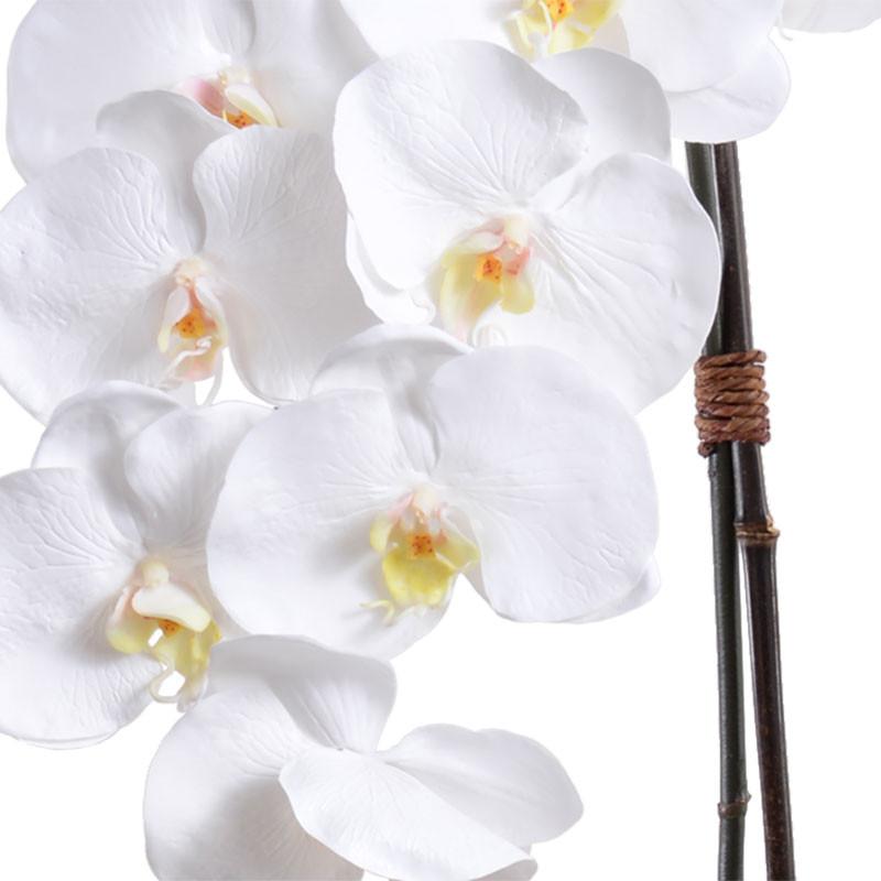 Phalaenopsis Orchid