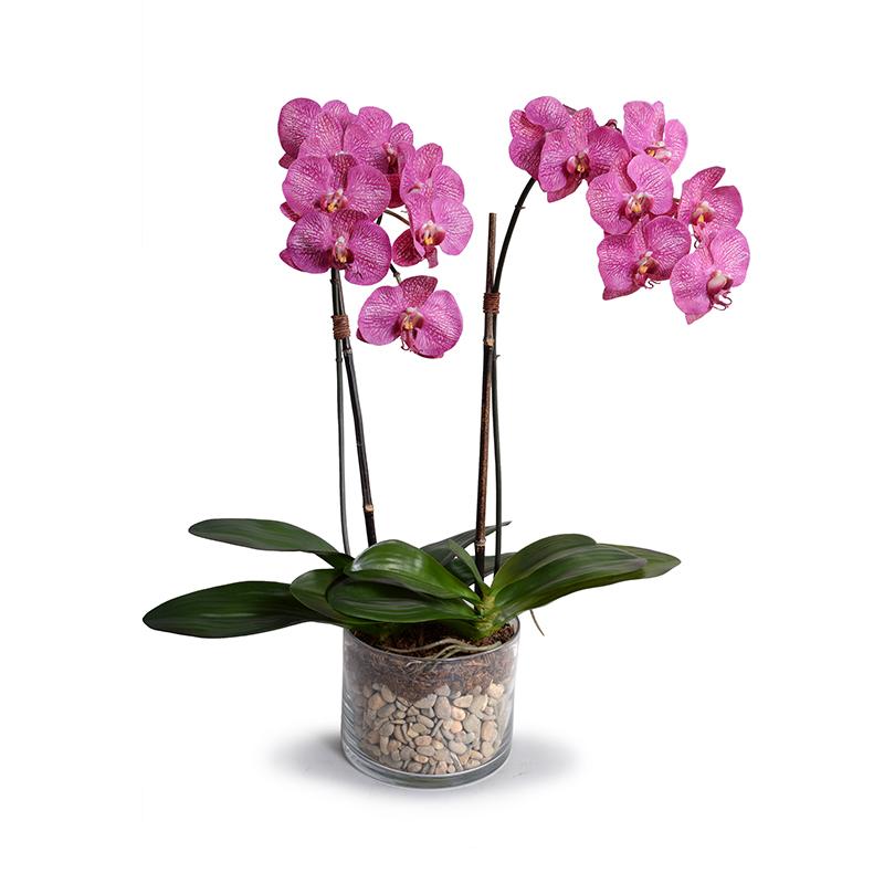 Phalaenopsis Orchid