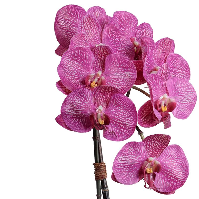 Phalaenopsis Orchid