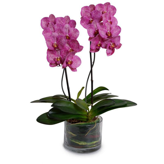 Phalaenopsis Leaf It