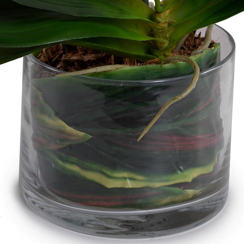 Phalaenopsis Leaf It