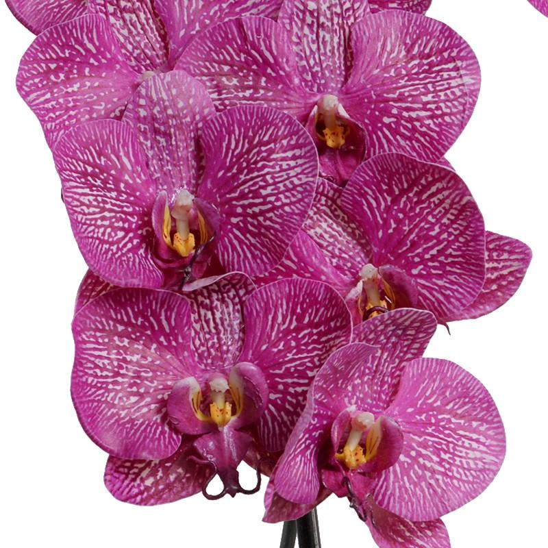 Phalaenopsis Leaf It