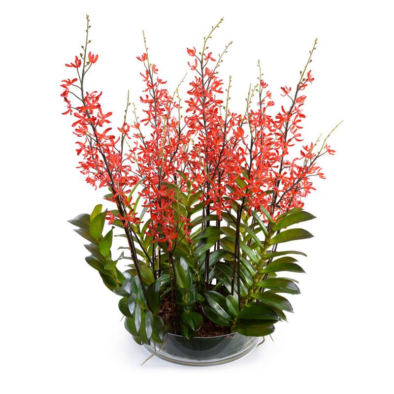 Aranda Orchid Leaf It - New Growth Designs