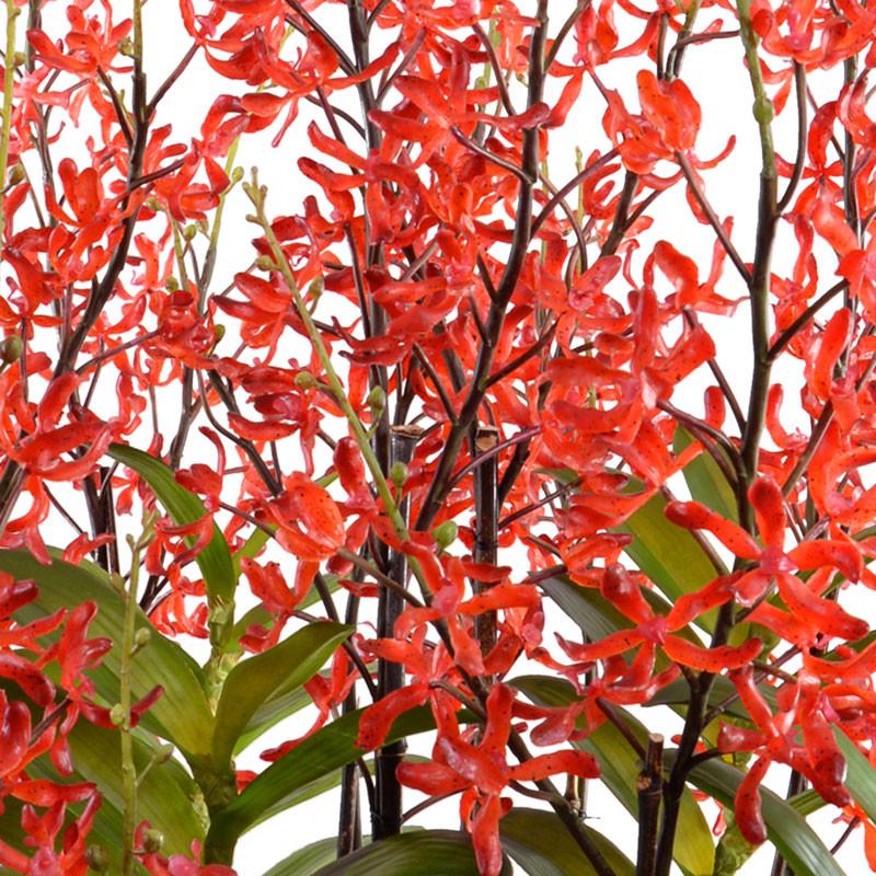 Aranda Orchid Leaf It - New Growth Designs