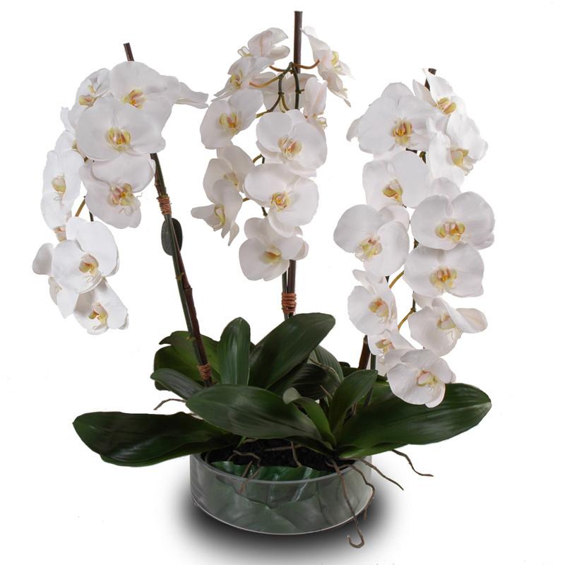 Phalaenopsis Leaf It