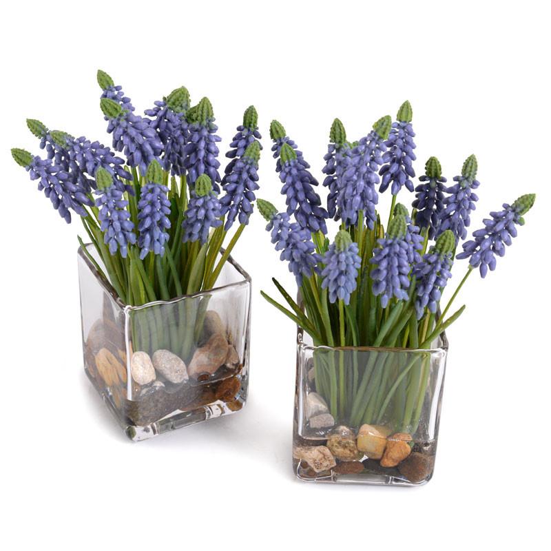 Grape Hyacinth - New Growth Designs