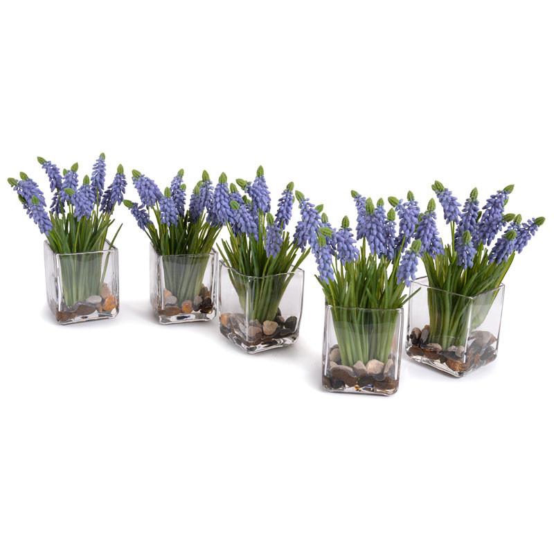Grape Hyacinth - New Growth Designs