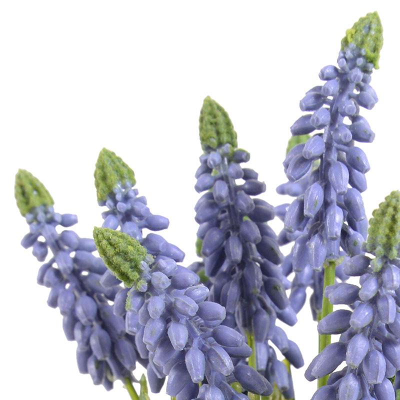 Grape Hyacinth - New Growth Designs