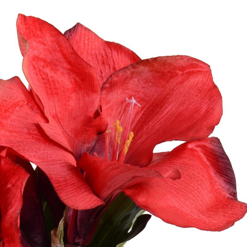 Amaryllis Cutting in Glass - New Growth Designs