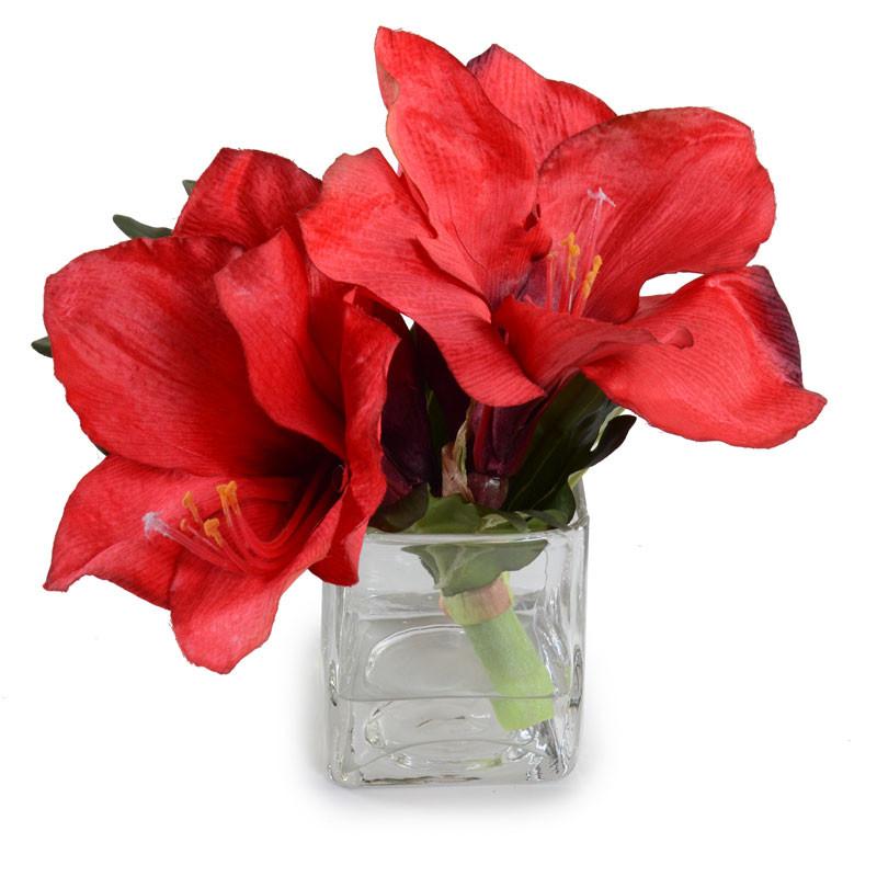 Amaryllis Cutting in Glass - New Growth Designs