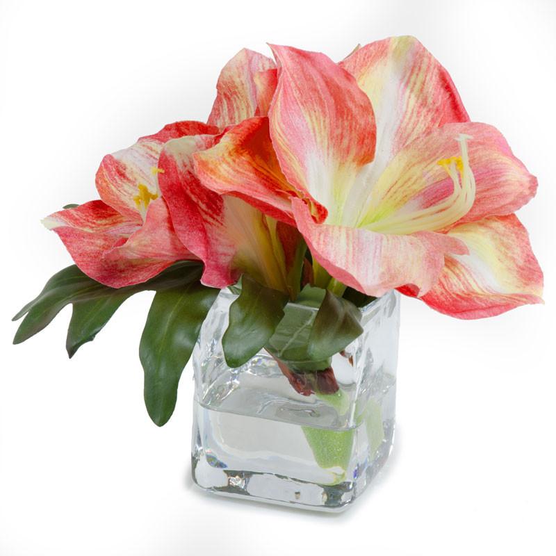 Amaryllis Cutting in Glass - New Growth Designs