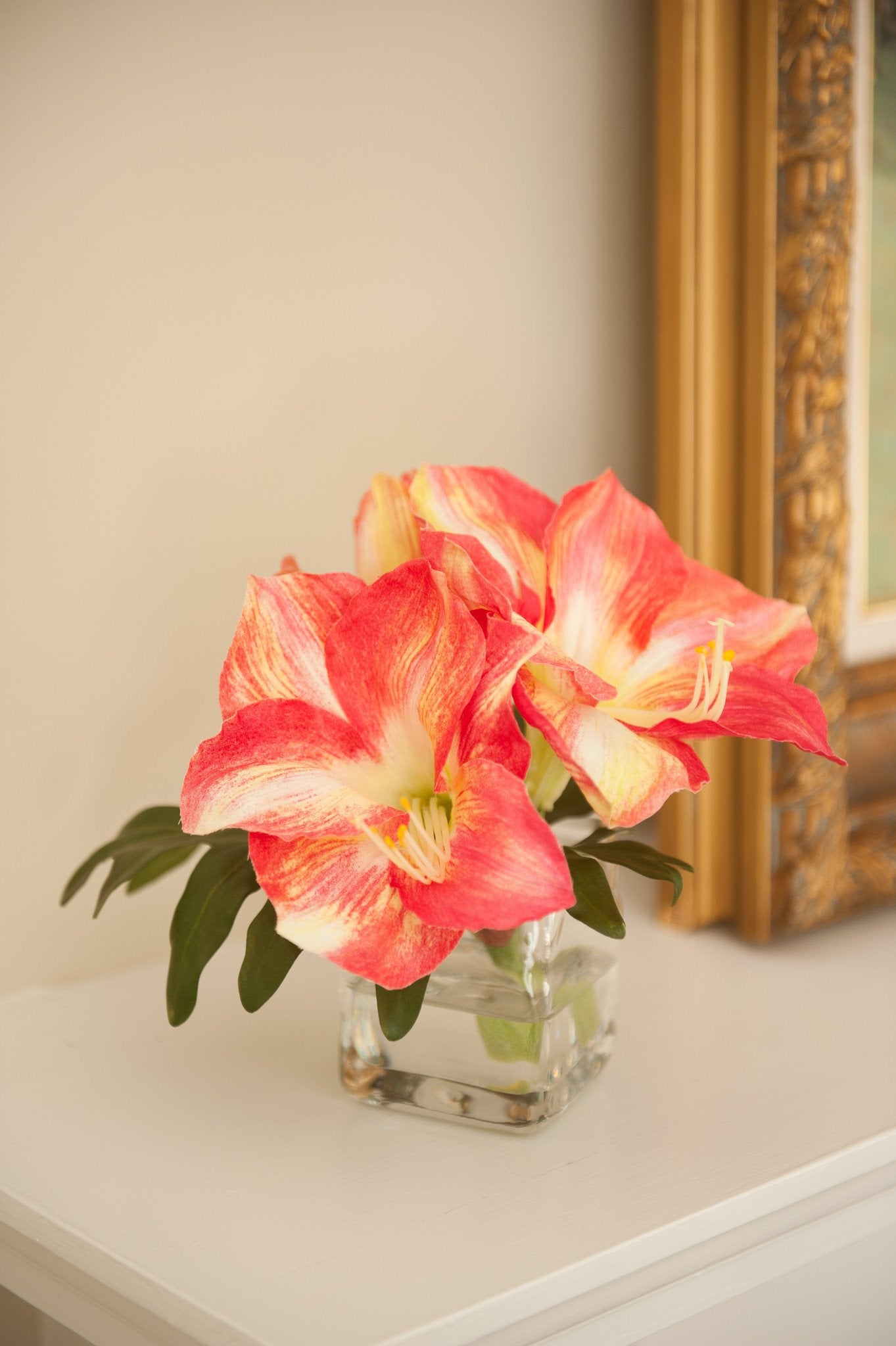 Amaryllis Cutting in Glass - New Growth Designs