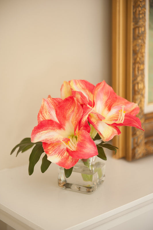 Amaryllis Cutting in Glass - New Growth Designs