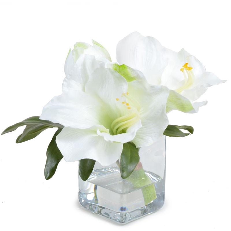 Amaryllis Cutting in Glass - New Growth Designs