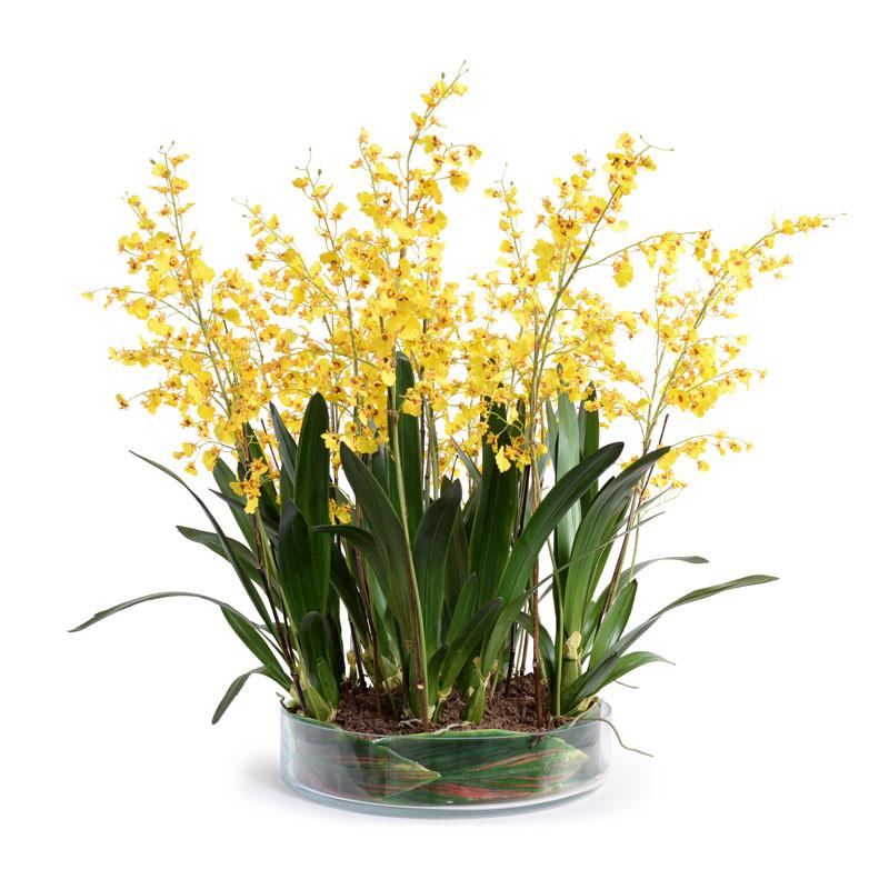 Oncidium Orchid Leaf It