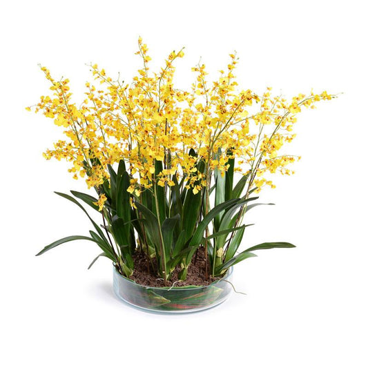Oncidium Orchid Leaf It