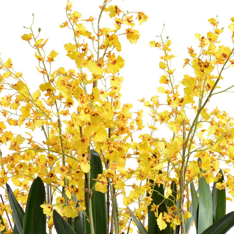 Oncidium Orchid Leaf It