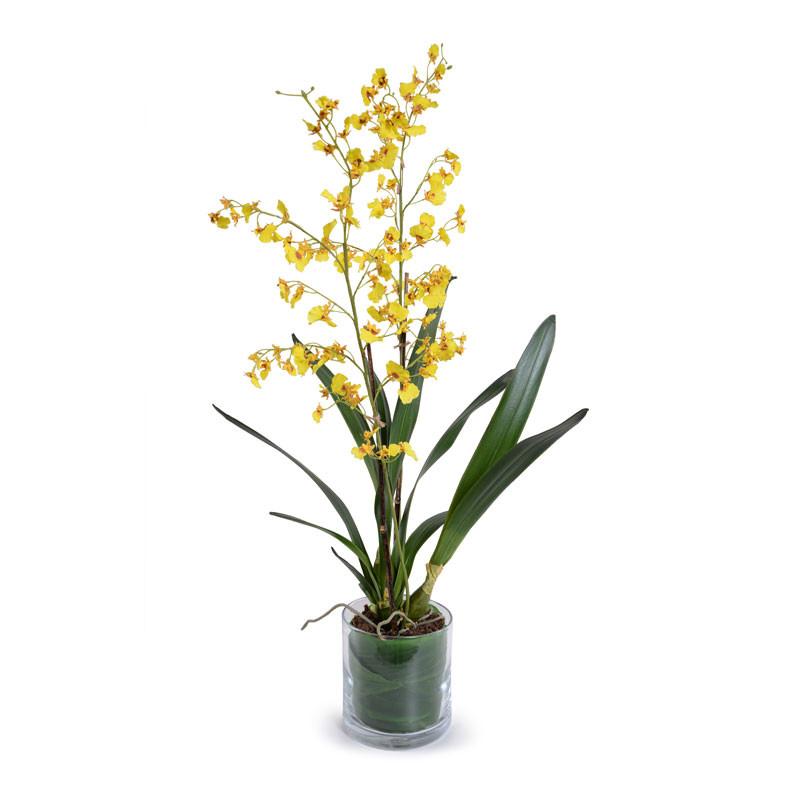 Oncidium Orchid