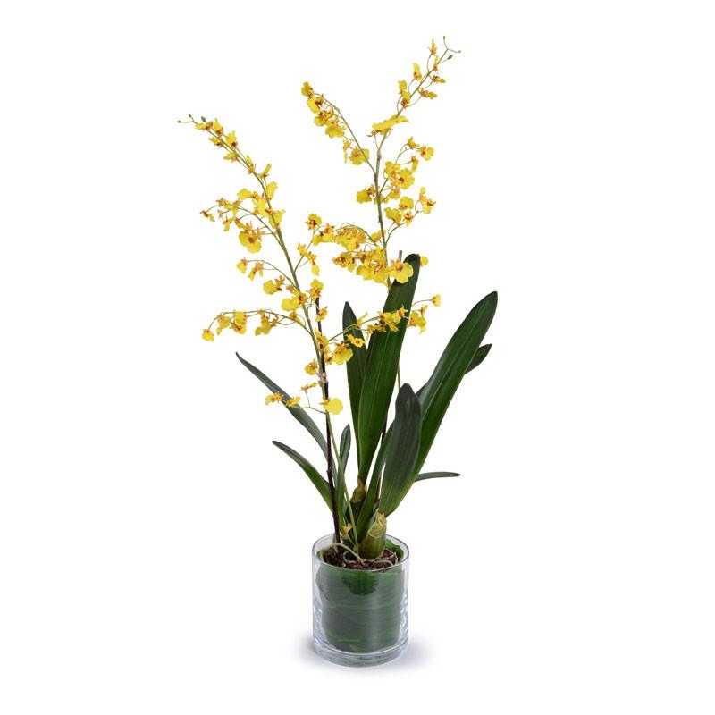 Oncidium Orchid