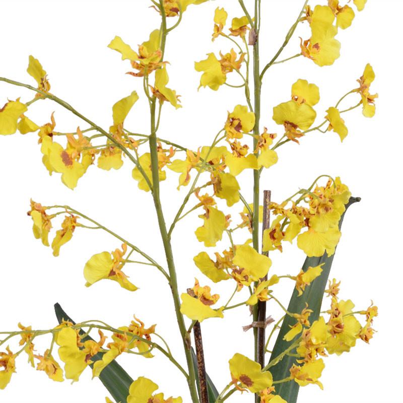 Oncidium Orchid