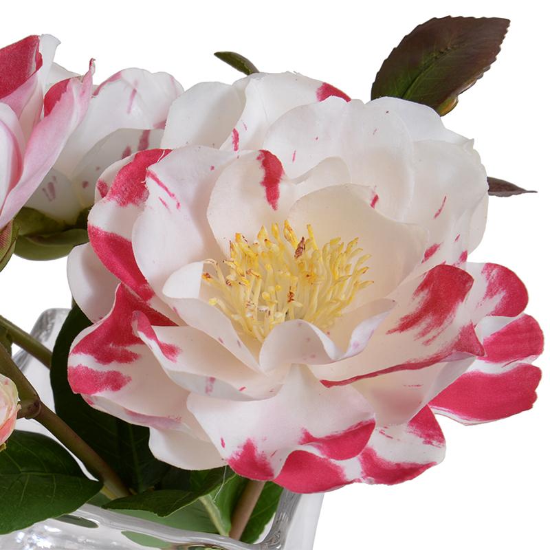 Camellia, Red-white - New Growth Designs