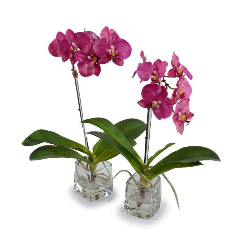Phalaenopsis Orchid