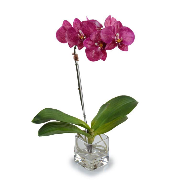 Phalaenopsis Orchid