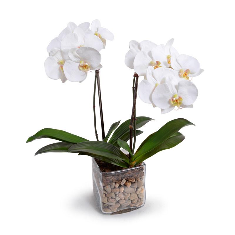Phalaenopsis Orchid
