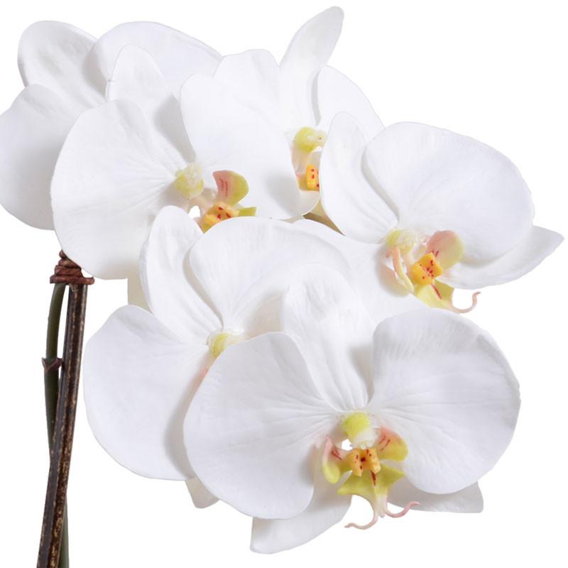 Phalaenopsis Orchid