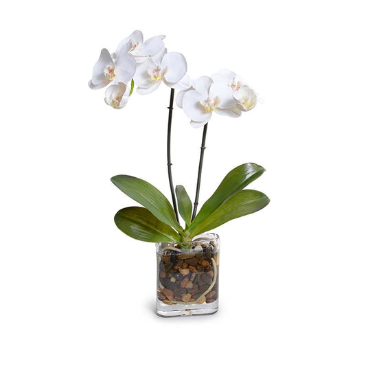 Phalaenopsis Orchid in glass